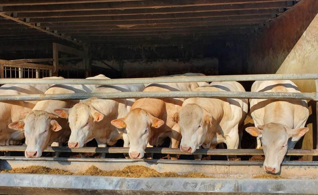 Stieren die gezamenlijk krachtvoer eten als voorbeeld van innovatieve oplossingen in akkerbouw, melkvee- en vleesveehouderij, met focus op veeteelt, circulaire landbouw en hoogwaardige mengvoeders.